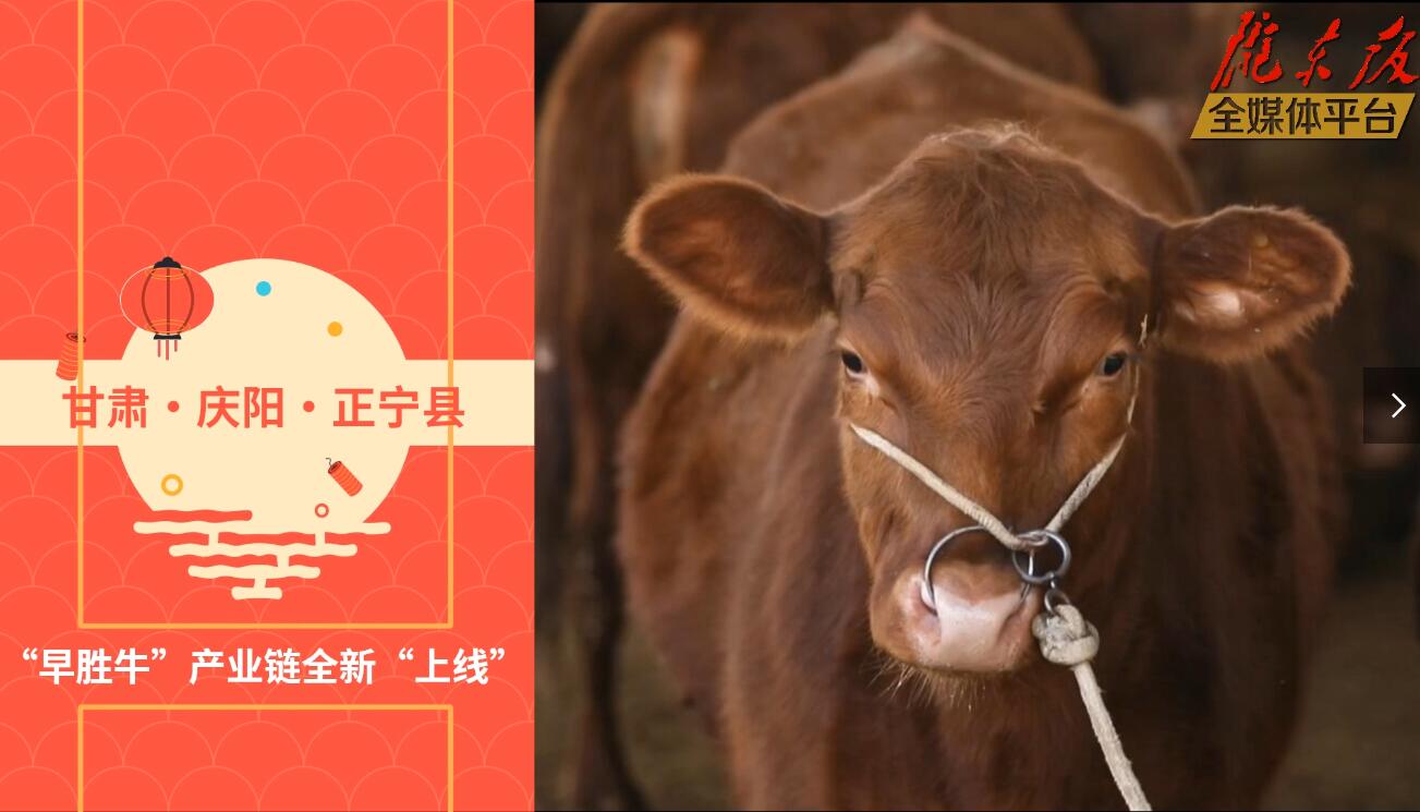 【慶陽視頻】目標(biāo)20萬頭！正寧縣打造西北肉牛養(yǎng)殖大縣