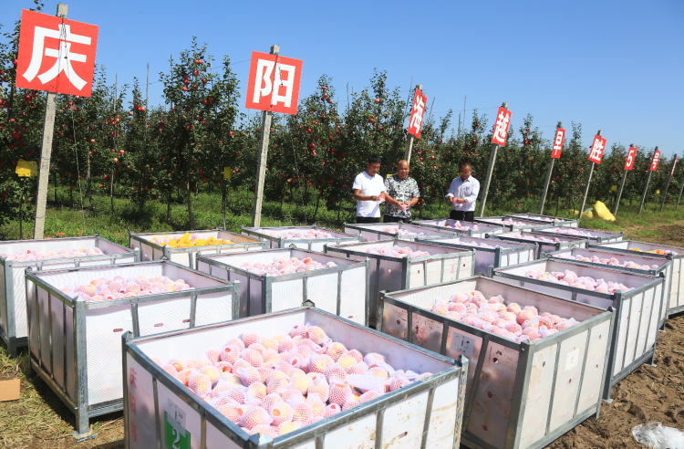 9月20日，慶陽海越農(nóng)業(yè)發(fā)展有限公司早勝基地蘋果喜獲豐收，吸引了外地客商前來采購。圖為客商正在查看果品。特約攝影 李建琪 攝