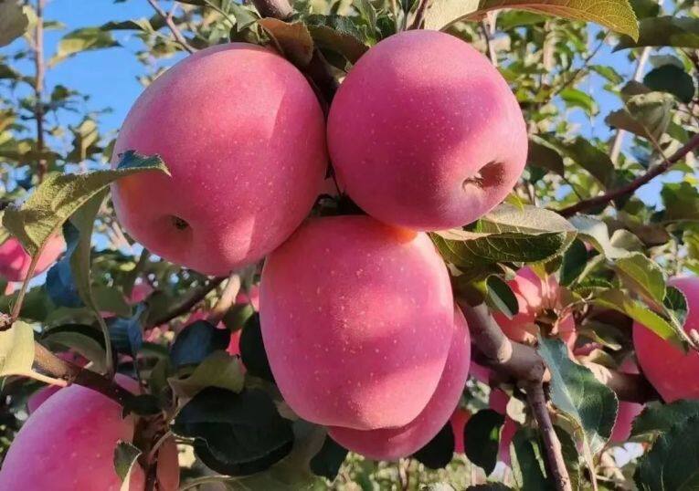 白馬鋪鎮(zhèn)的富士蘋果。