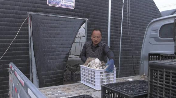 合水：溫室大棚綠意濃 產業(yè)興旺促增收