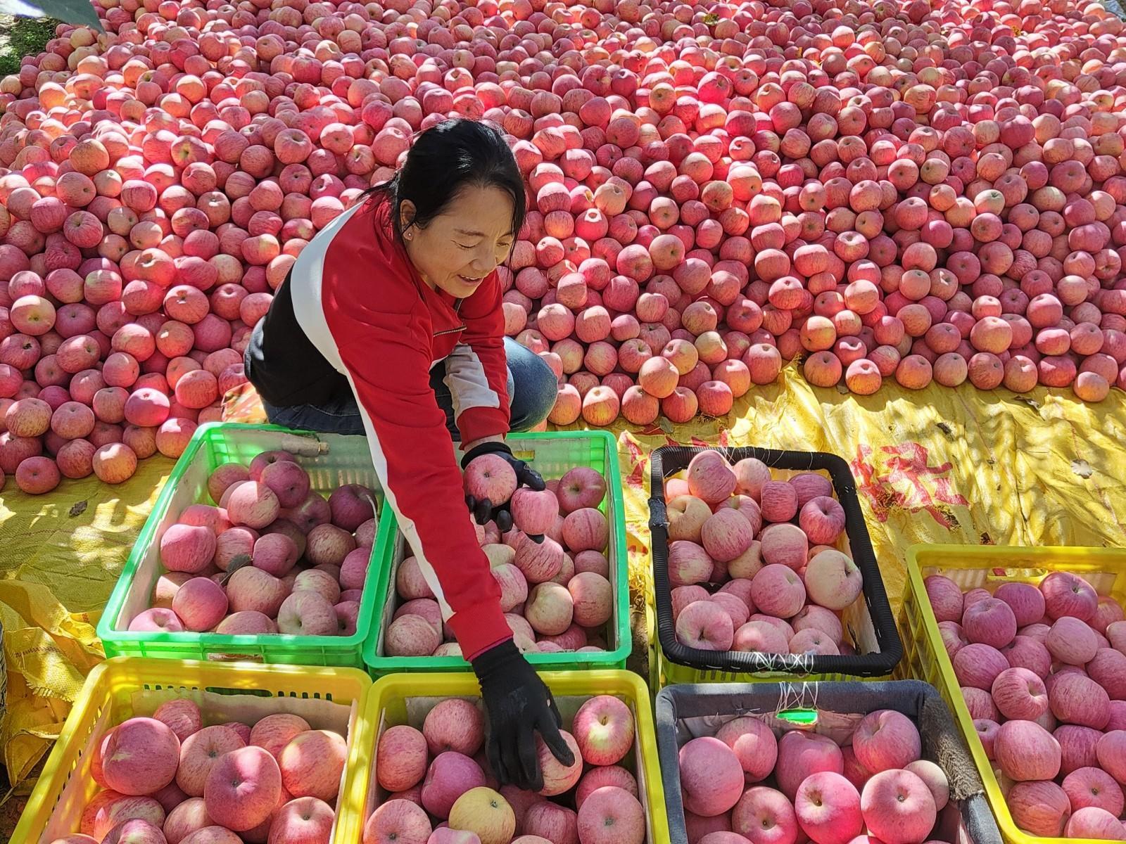 寧縣：蘋果產值26.5億元