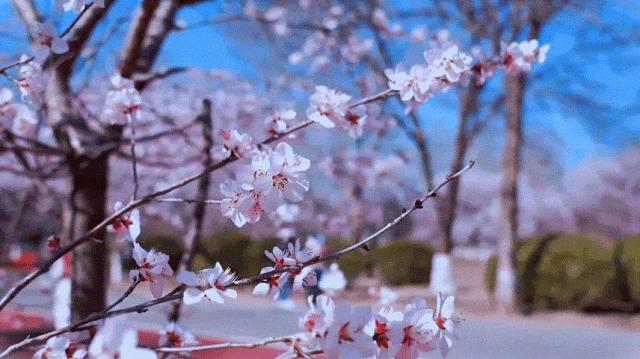 慶陽的春日，舉目晴明，一路春暖花開