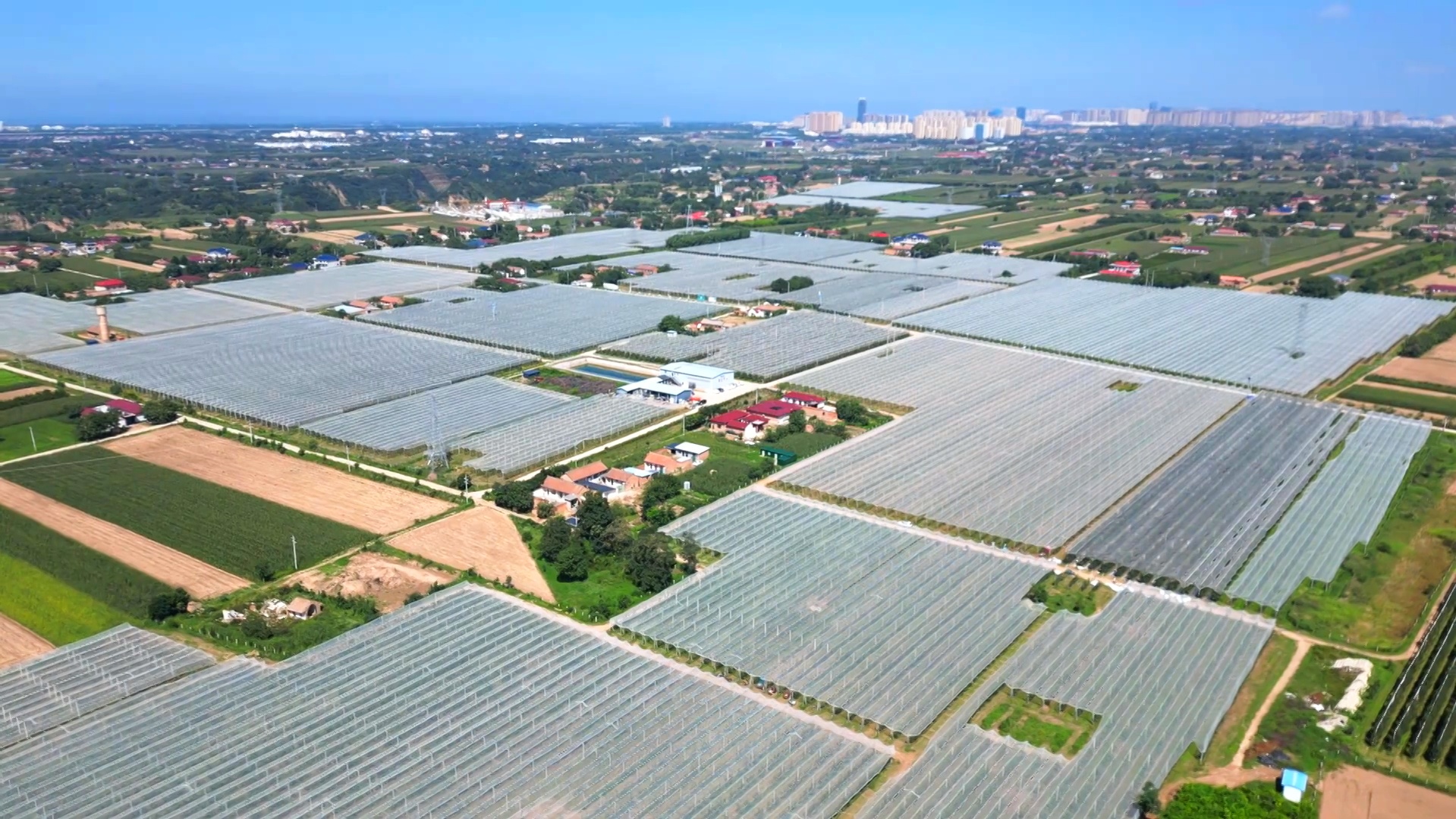 甘肅慶陽中熟蘋果走俏中秋市場 你的果盤里有它嗎？