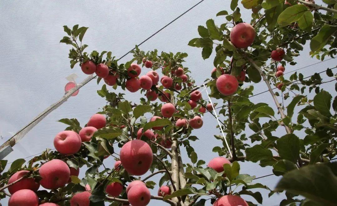 寧縣：科技賦能讓“紅蘋(píng)果”變成“金蘋(píng)果”