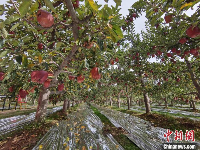 花牛蘋果故鄉(xiāng)讓天水花?！案！?>

                        <div   id=