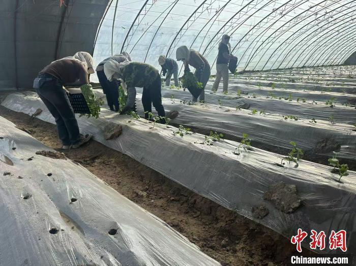 甘肅瓜州育“甜蜜”新苗，飄香絲路