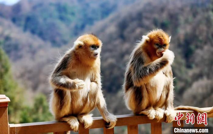 隴上江南發(fā)出“雙請柬”：鄉(xiāng)野有風(fēng)景亦有“錢”景