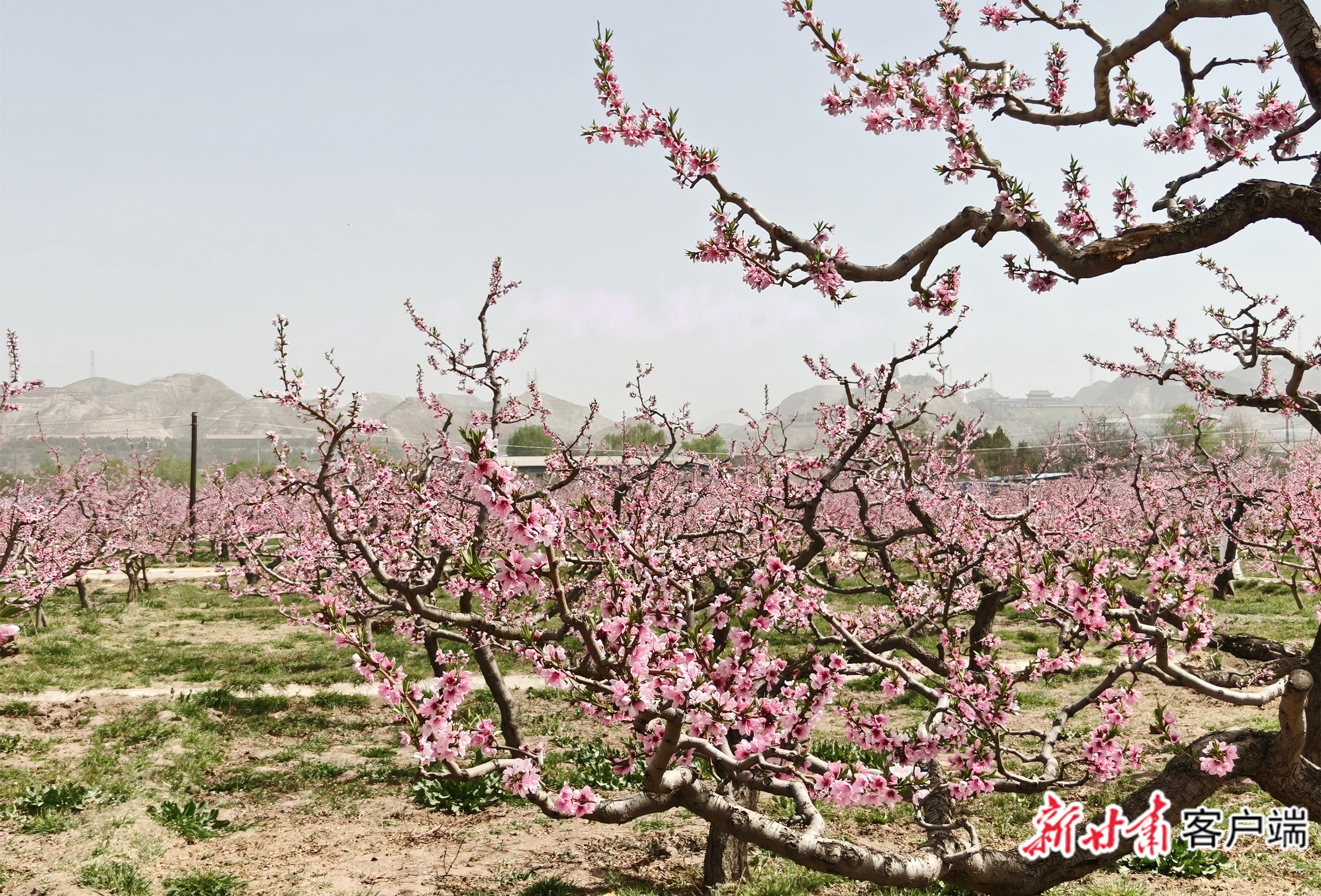 十里桃花始盛開！蘭州市第42屆桃花會開幕