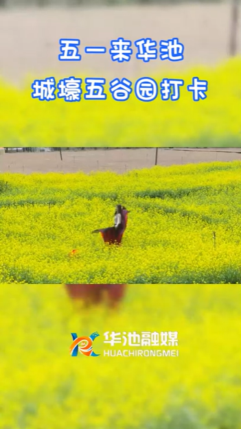 【五一游慶陽】歡迎來華池城壕五谷園打卡?。? />                                            
                                            </div>                                           
                                            </a>                                            
                                        </li>
                                         <li>                                          
                                            <a href=