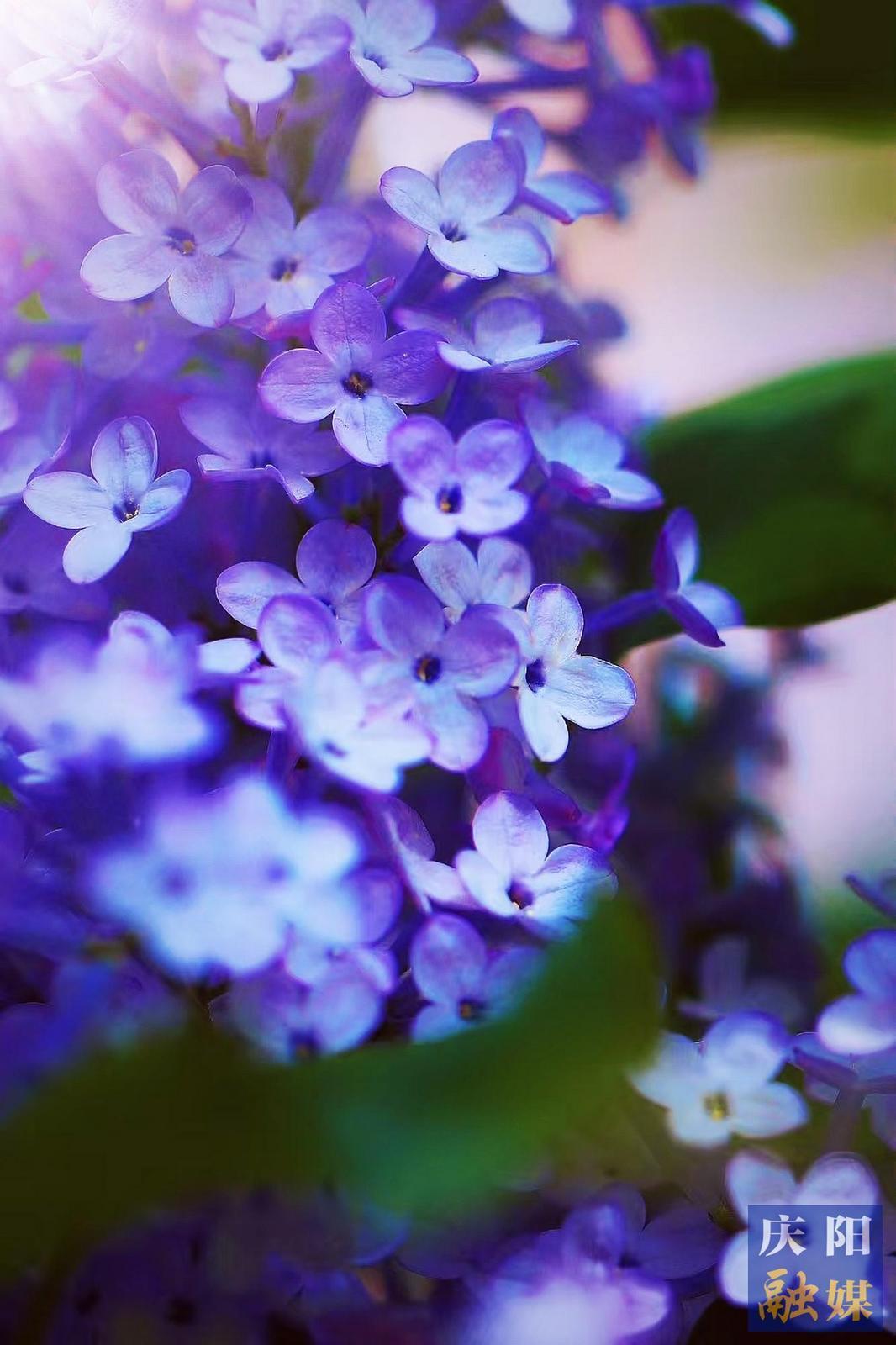 【大美慶陽】丁香芬芳